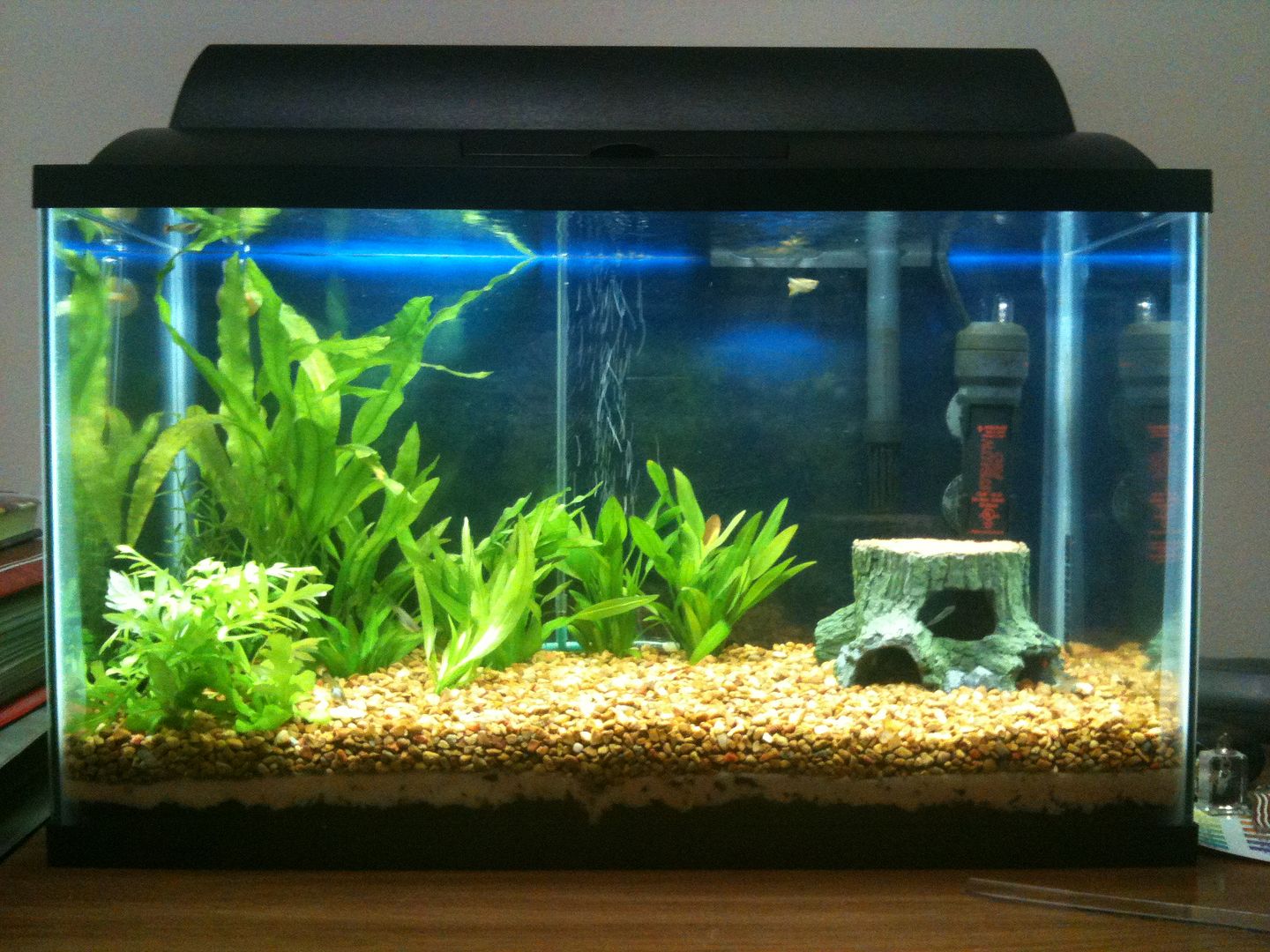 10 gallon planted Guppy raising tank Page 2 Aquarium Forum